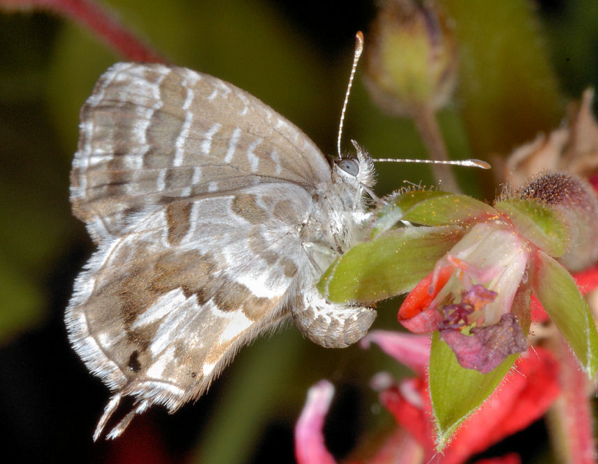 E'' tornata Cacy!